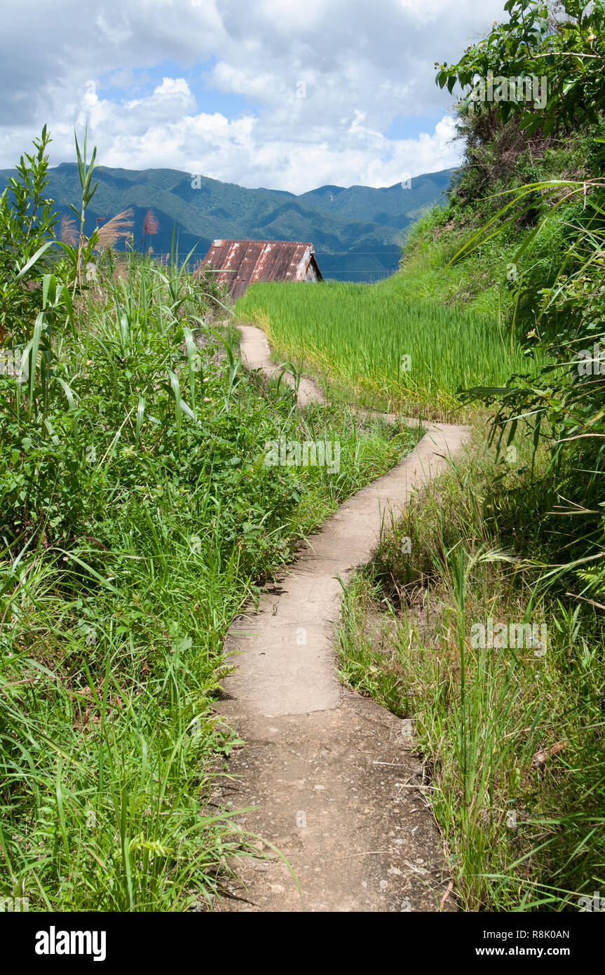 Maligcong Rice Terraces, Bontoc, Mountain Province, Philippines, Asia Stock Photo