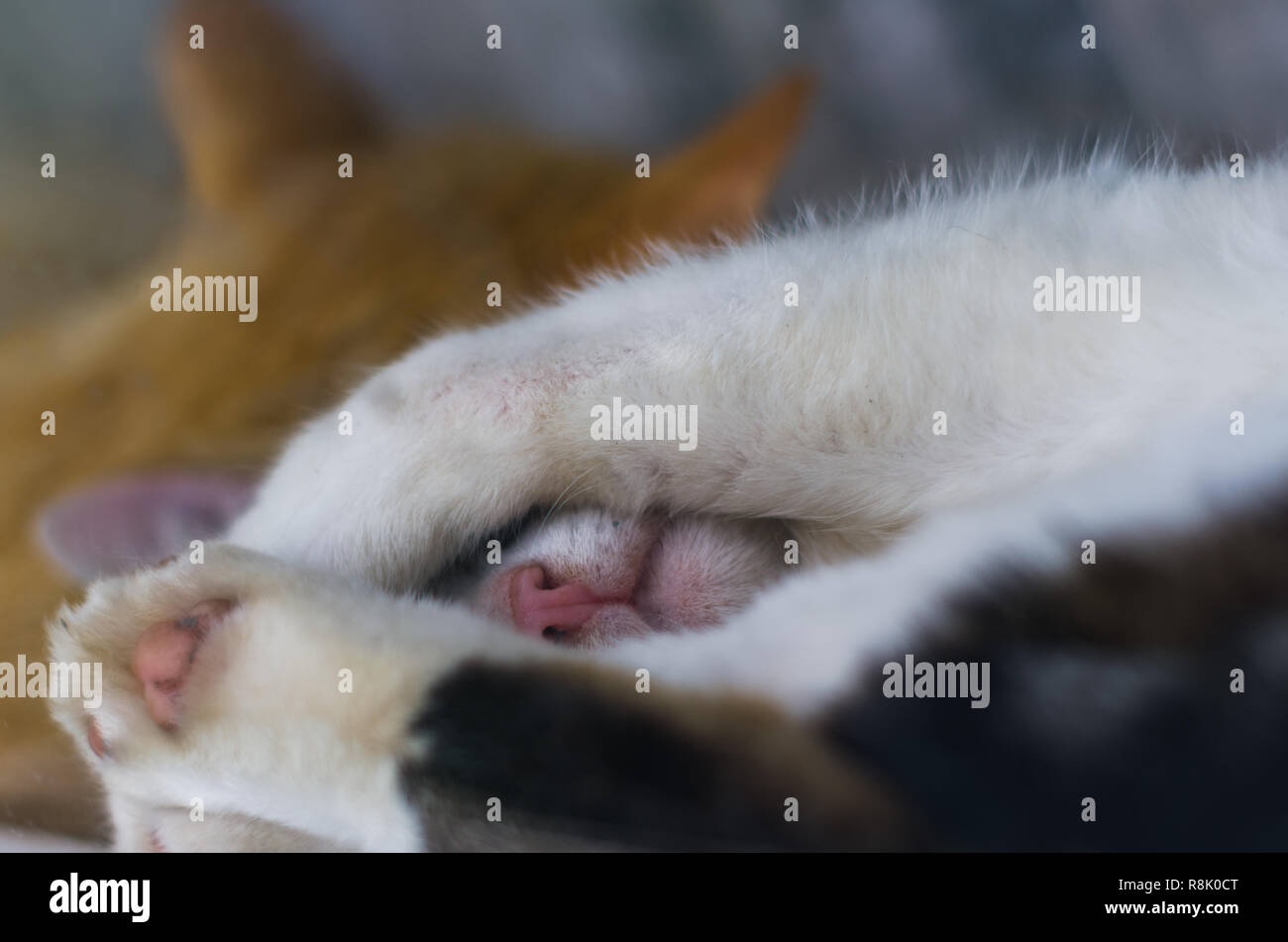 Farm cats sleeping on the farmhouse porch resting after the night prey Stock Photo