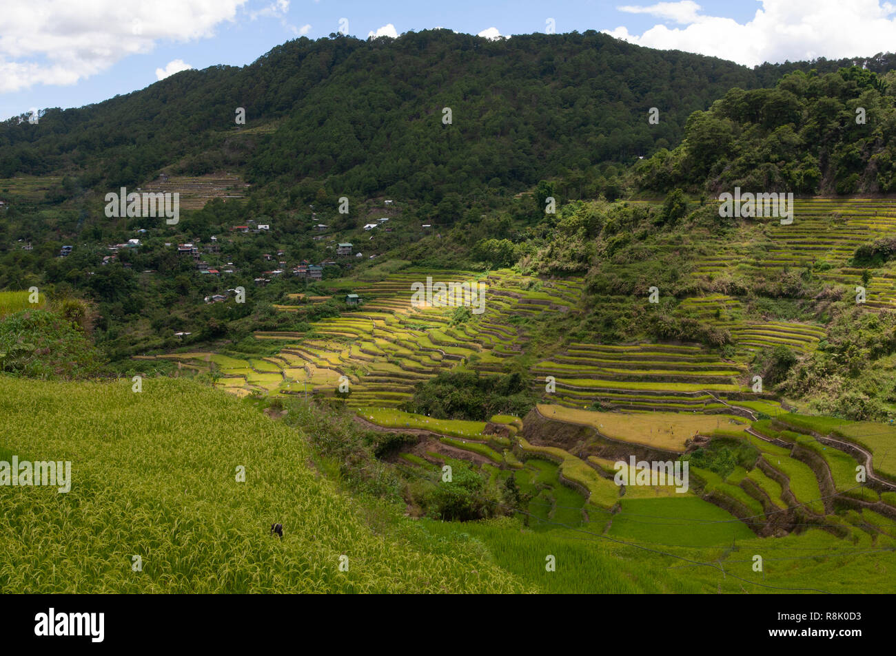 Maligcong Rice Terraces, Bontoc, Mountain Province, Philippines, Asia Stock Photo