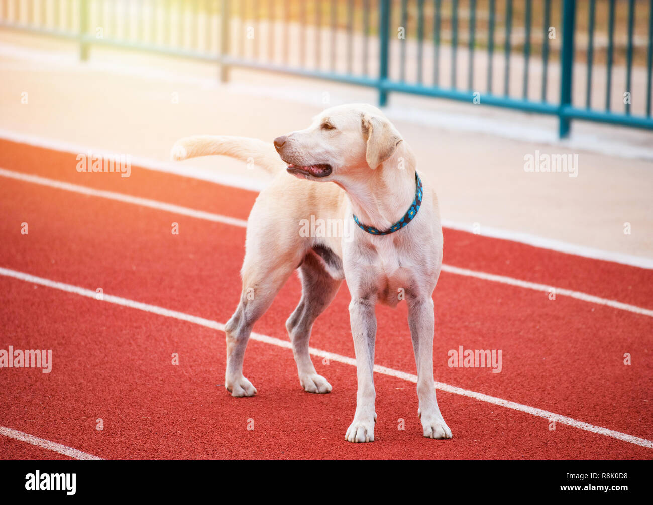 are labradors athletic