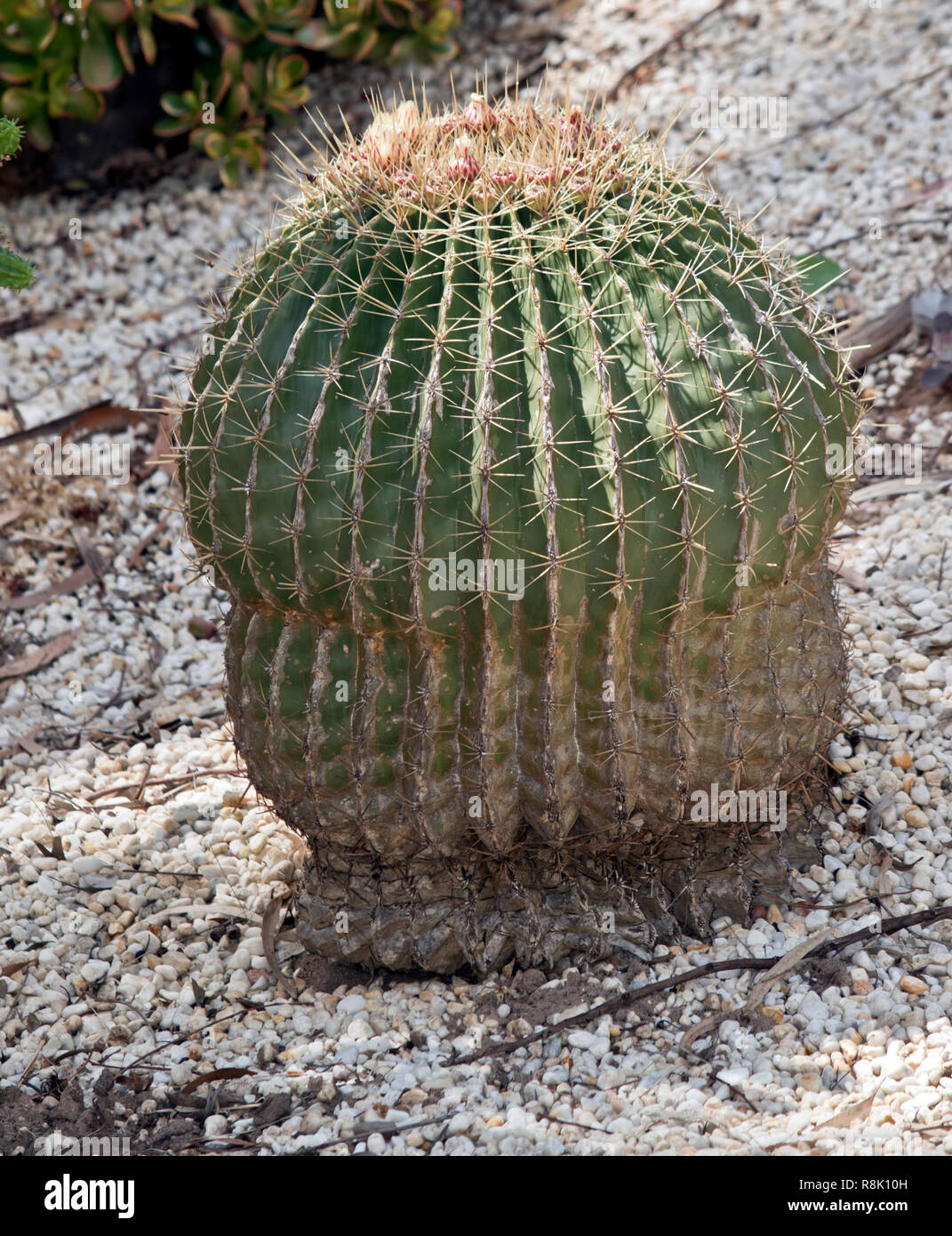 the cactus plant is very hardy and does not need watering Stock Photo