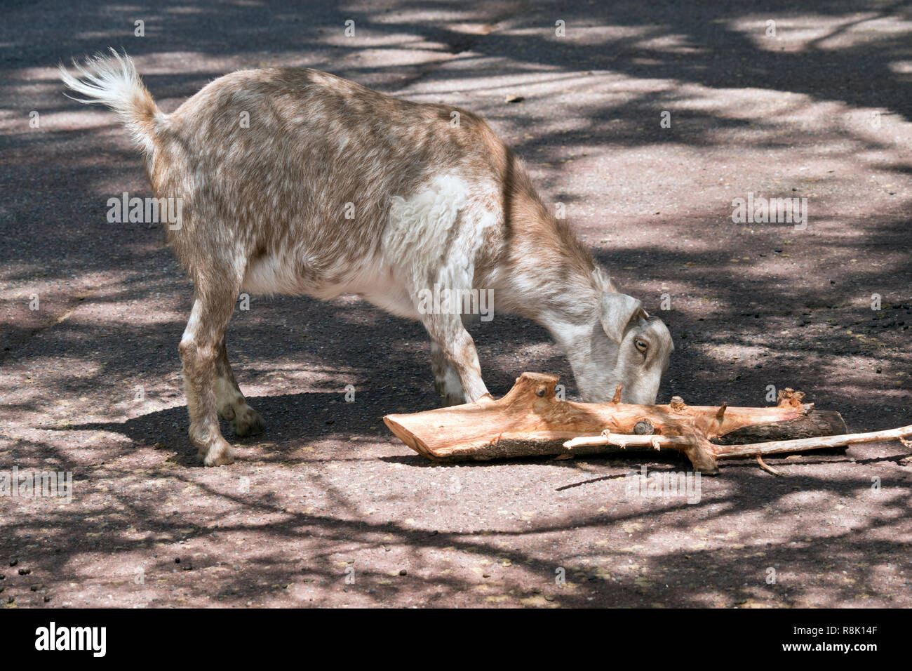 this is a side view of a goat eating tree bark Stock Photo Alamy