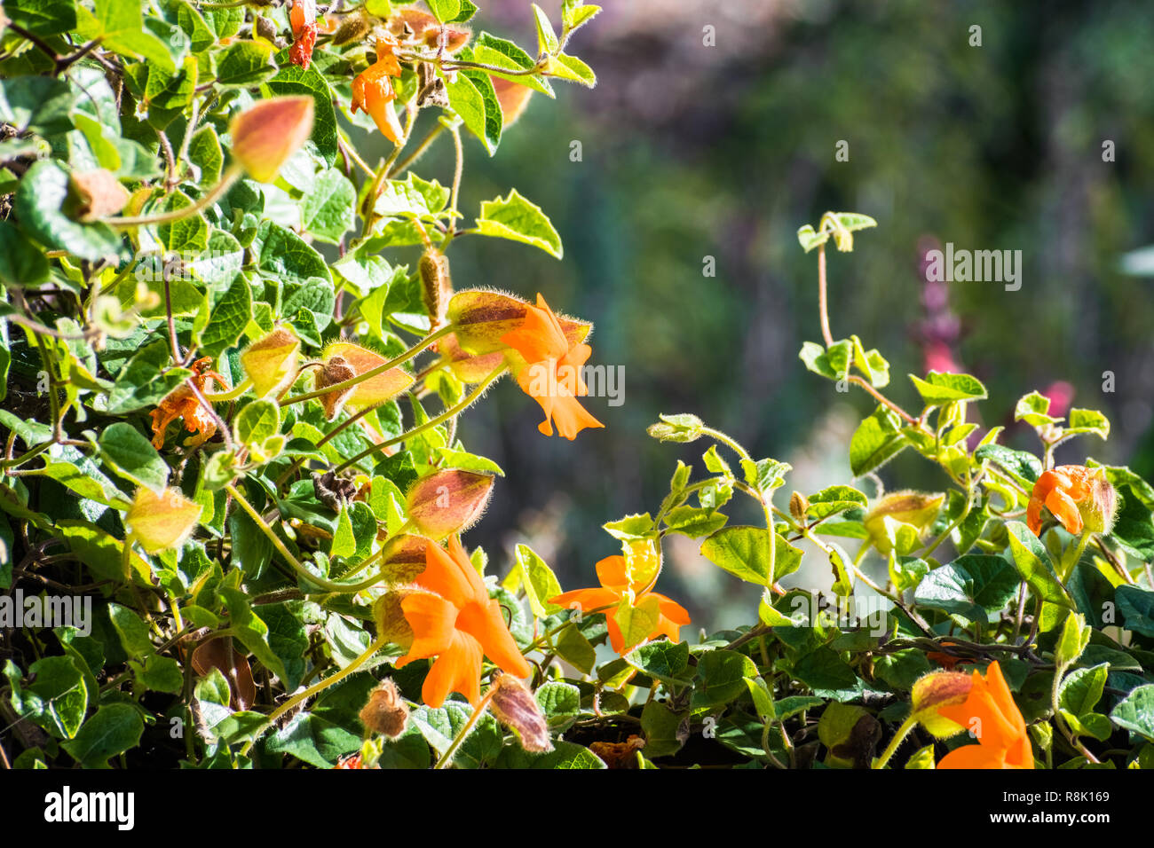 Orange clock vine (Thunbergia gregorii) blooming in San Francisco bay, California; this plant is native to East Africa Stock Photo