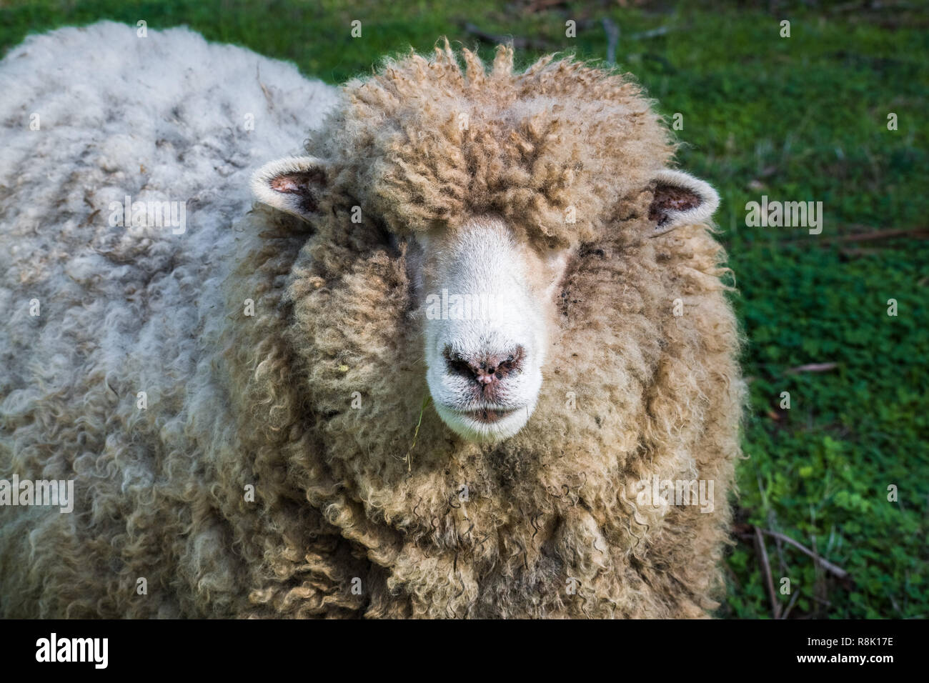 Close up of woolly sheep looking at the camera on a sunny winter day, Ardenwood Historical Farm, Fremont, California Stock Photo
