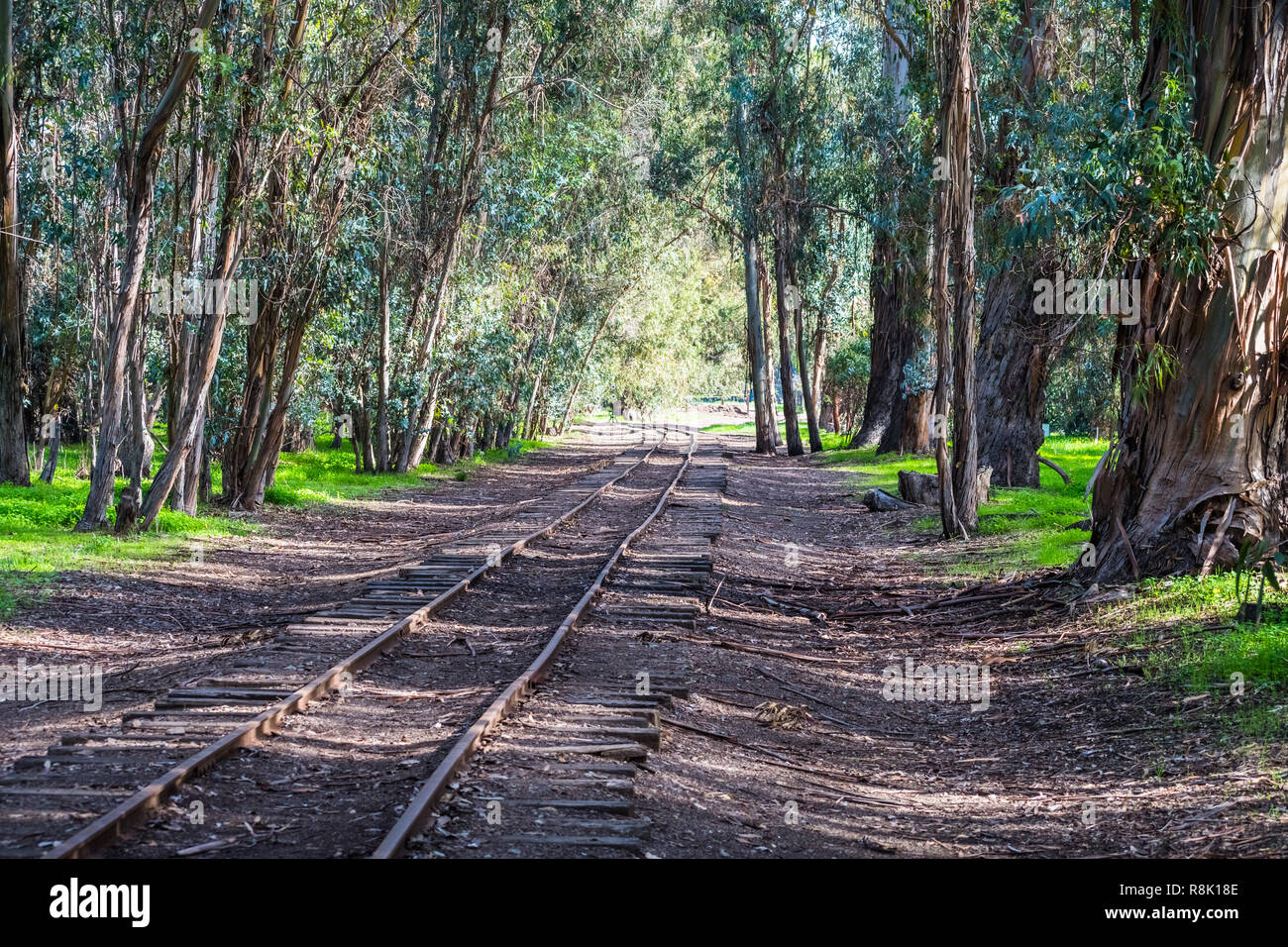 Train tracks going through an Eucalyptus grove, Ardenwood Historic Farm, Fremont, east San Francisco bay, California Stock Photo