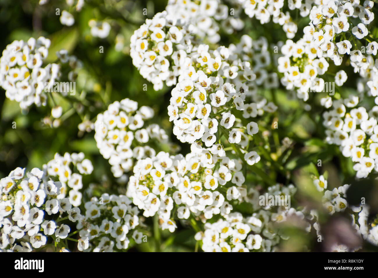 Close up of Alyssum flowers (Lobularia maritima), California; this flower is native to Europe and naturalized in other parts of the world Stock Photo