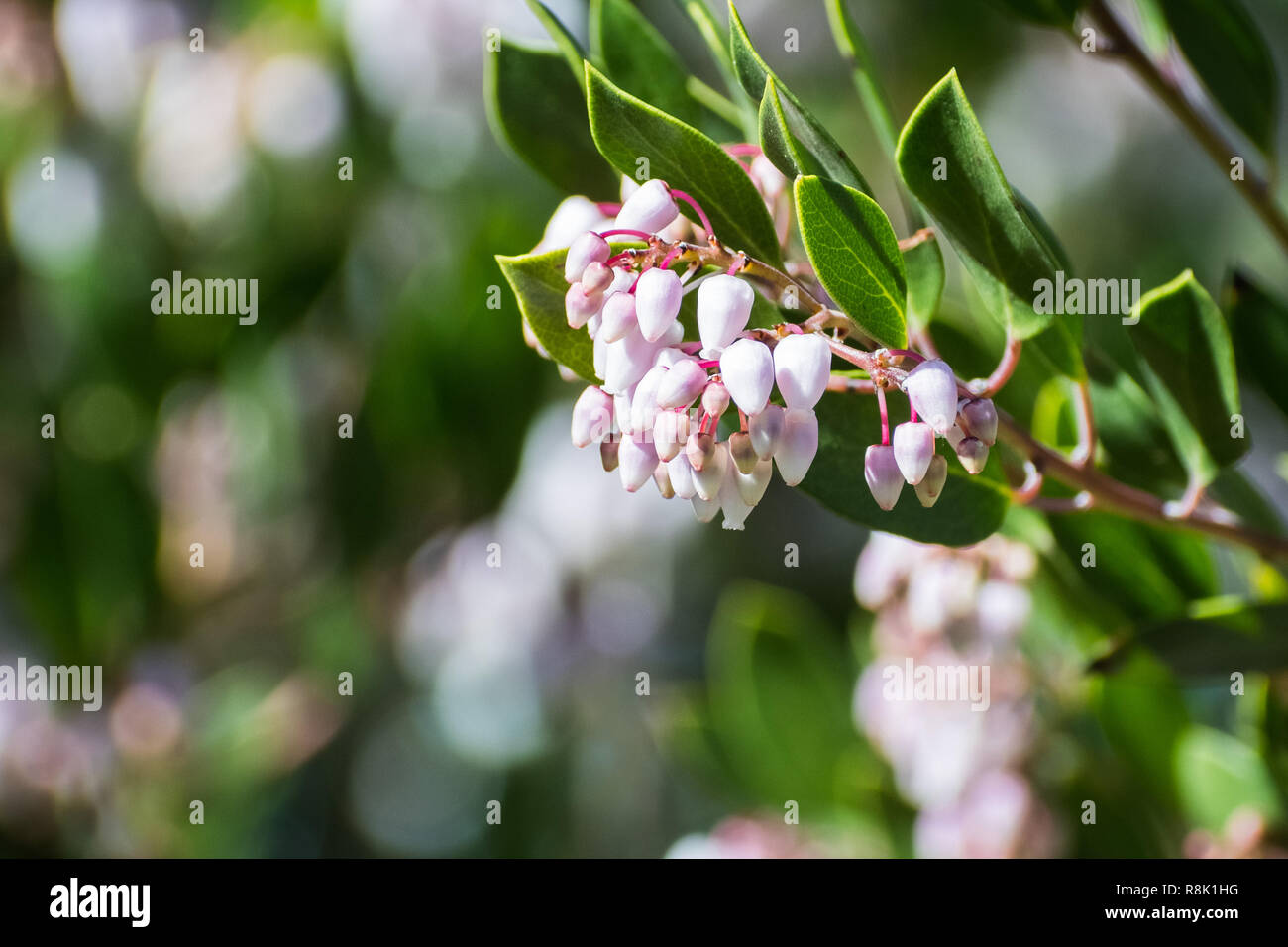 Manzanita tree hires stock photography and images Alamy