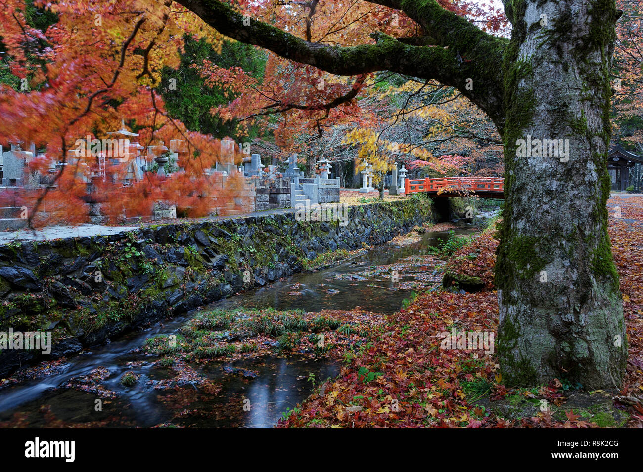 Red Bridge And Colorfull Autumn Leaves On A Tree In The Oku no in Red Bridge And Colorfull Autumn Leaves On A Tree In The Oku no in