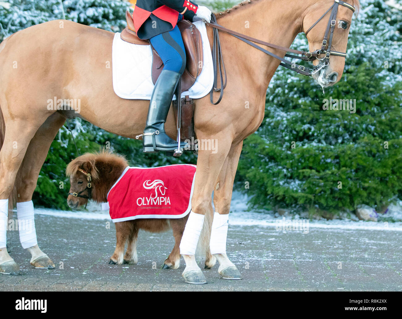 A member of the La Garde RŽpublicaine, French cavalry regiment with Bonnie a Shetland Pony, arrives at the Grand Hall entrance at Olympia London ahead of the start of the London International Horse Show. Stock Photo