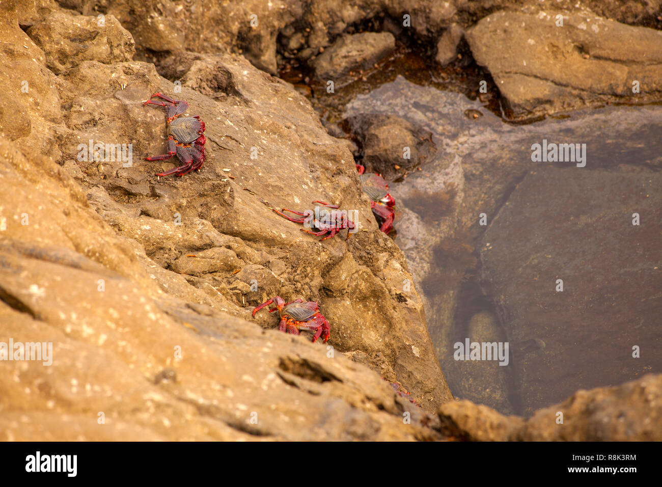 Fauna of Gran Canaria - rock crabs Grapsus adscensionis by the shore, Banaderos area Stock Photo