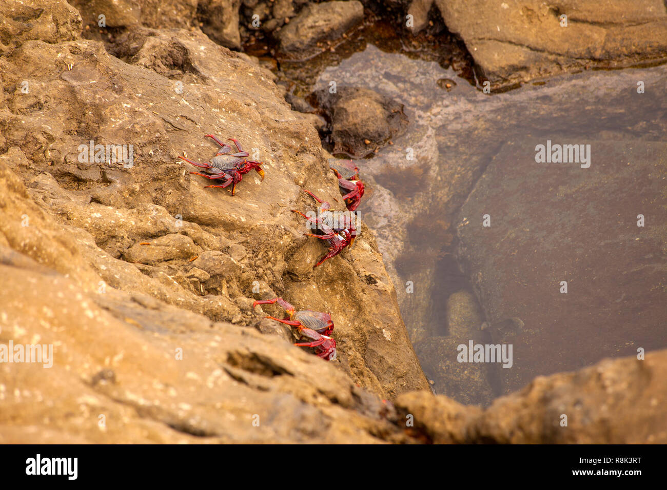 Fauna of Gran Canaria - rock crabs Grapsus adscensionis by the shore, Banaderos area Stock Photo