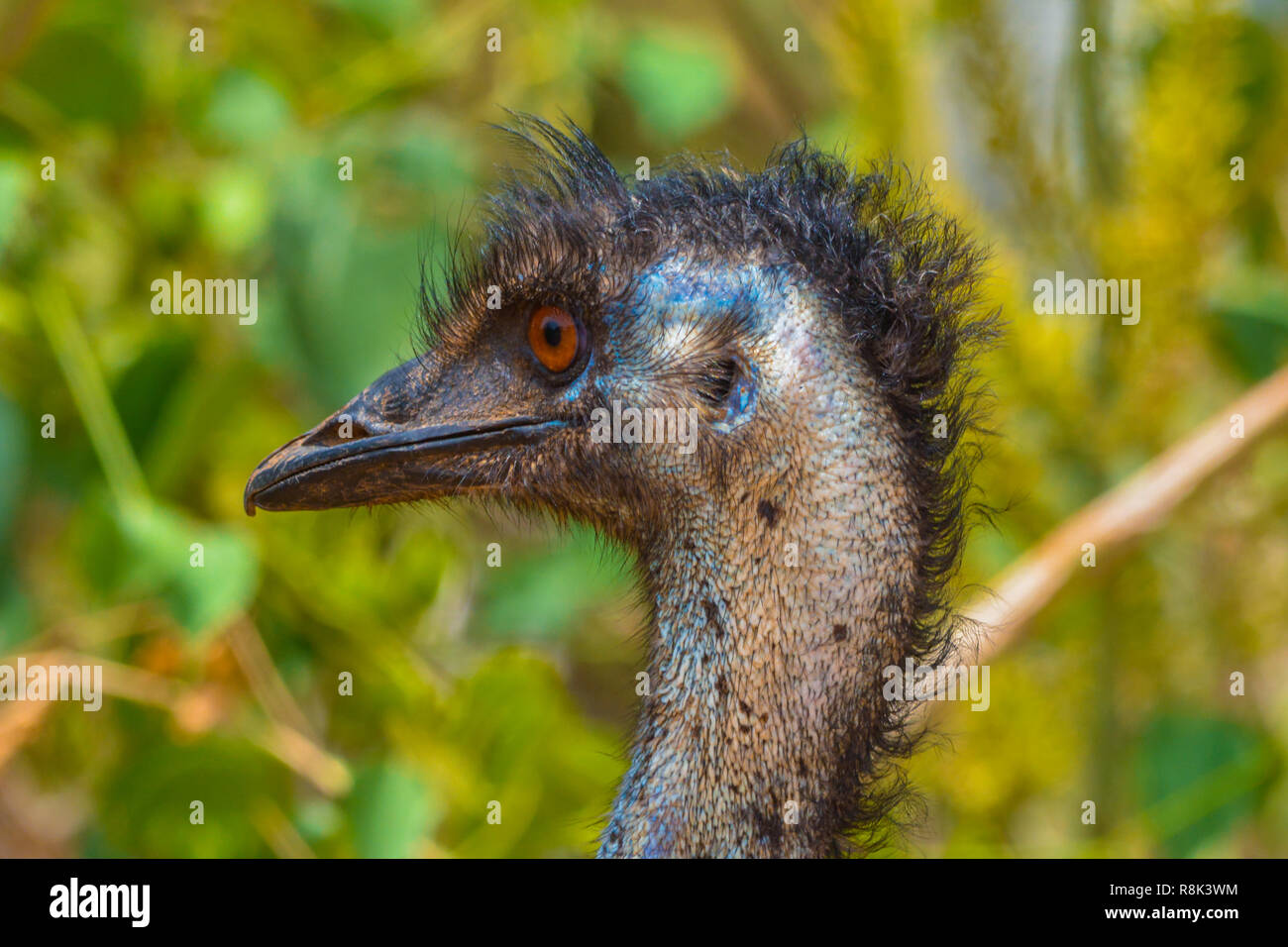 Emu close up shot Stock Photo