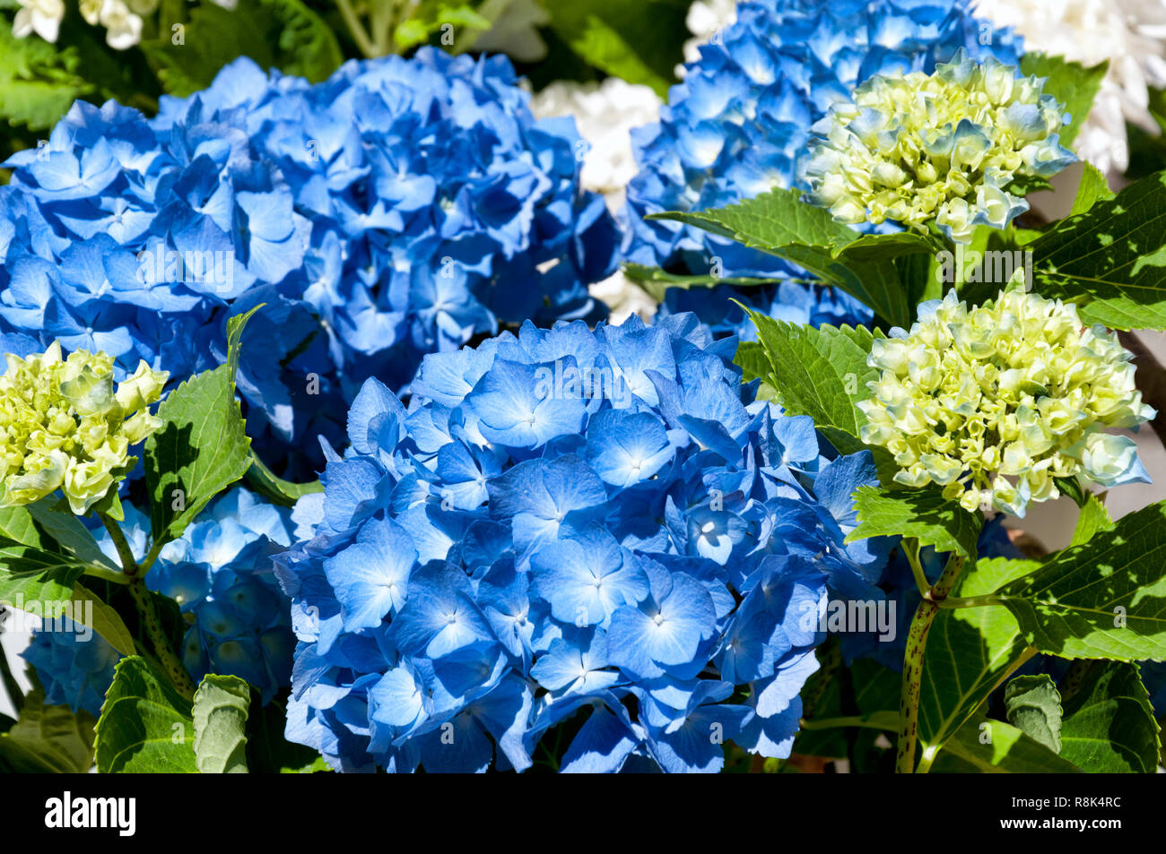 Hortensia Flower High Resolution Stock Photography And Images Alamy