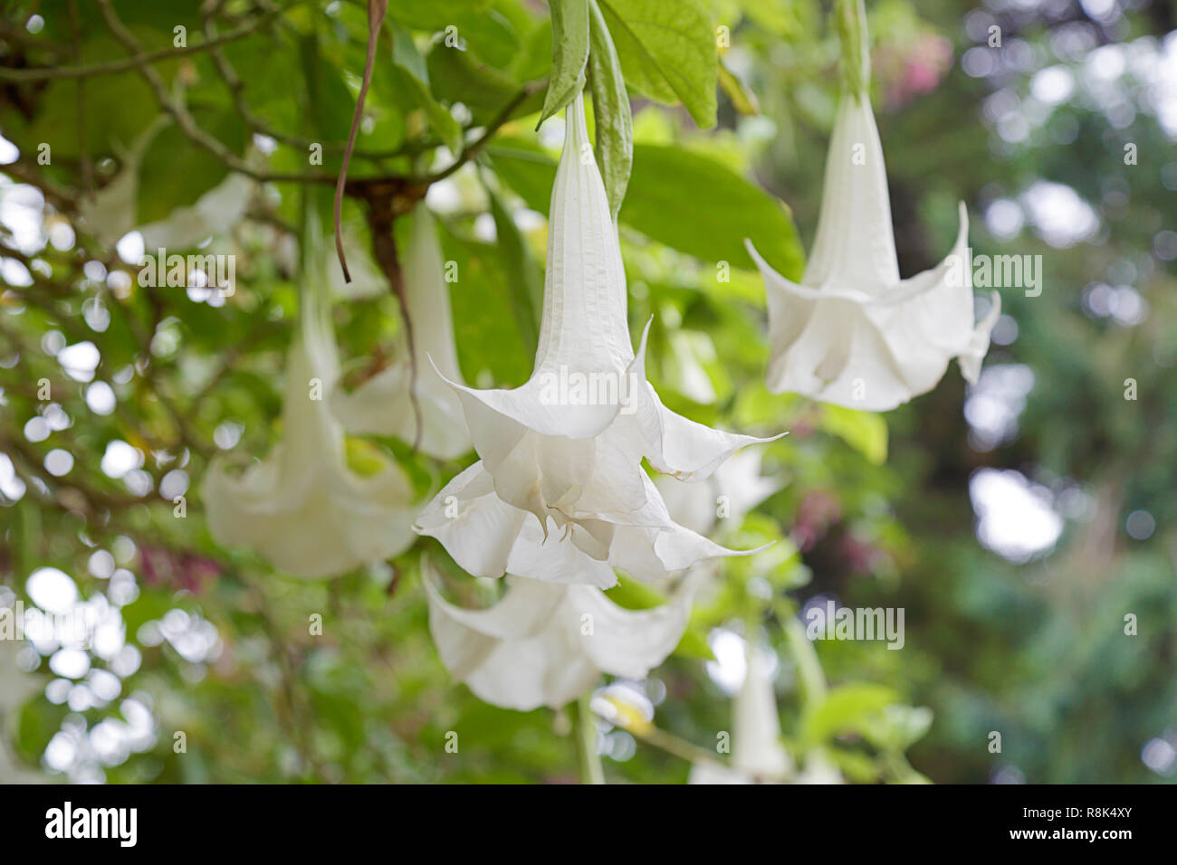 White Brugmansia, commonly known as Angel's Trumpet Stock Photo