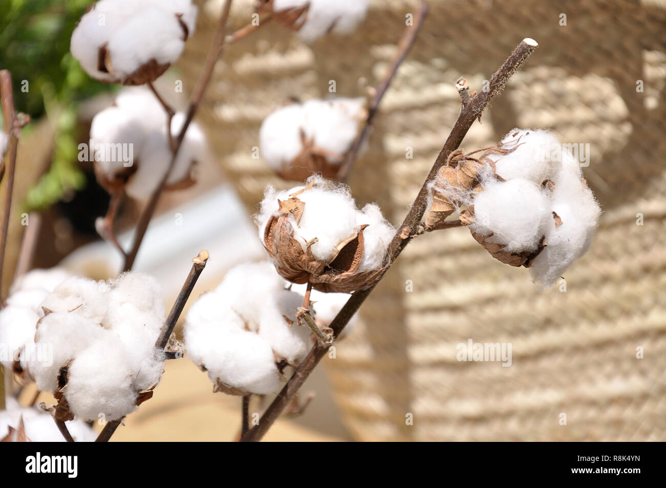 Several branches of cotton flowers (Gossypium) for sale in a flower
