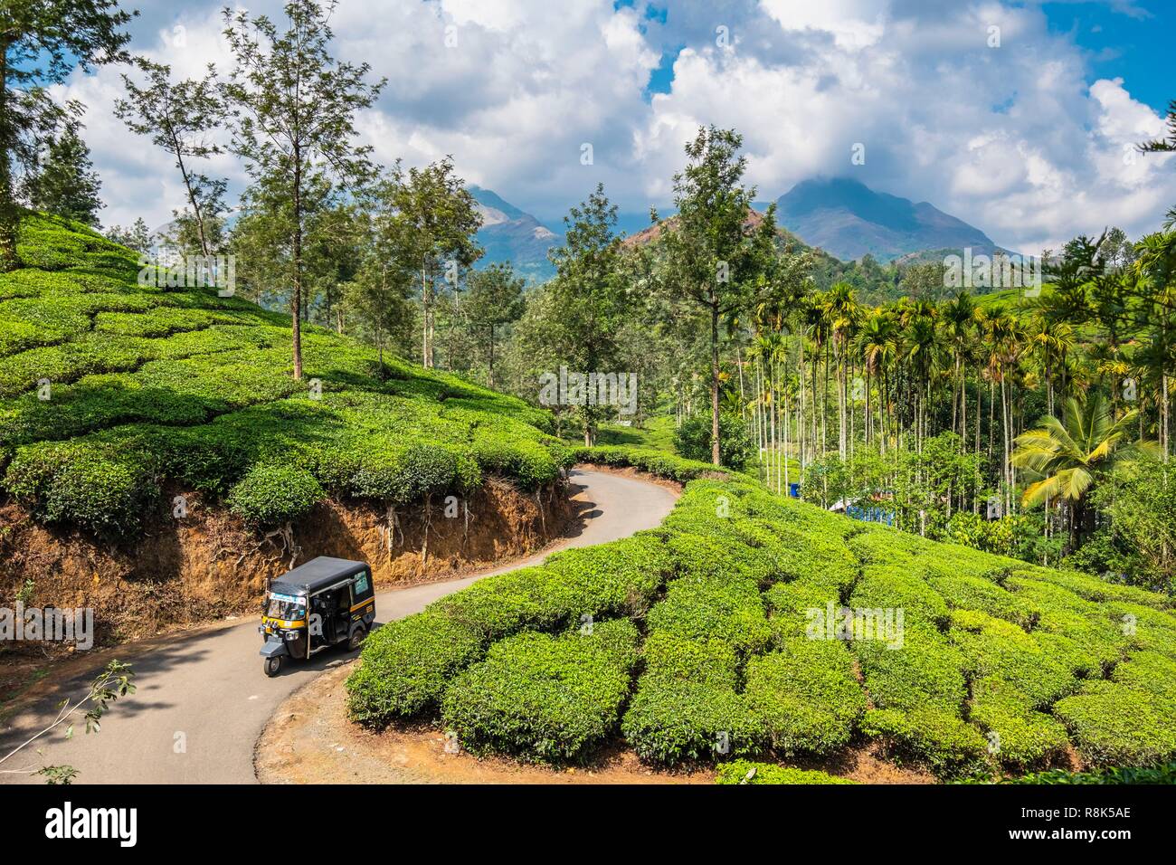 India, state of Kerala, Wayanad district, tea plantations around Meppadi Stock Photo Alamy