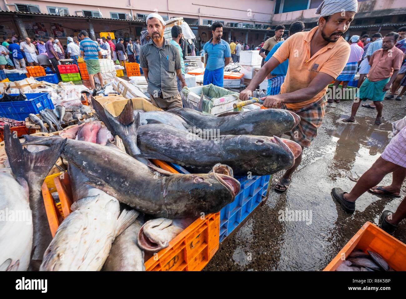India, state of Kerala, Kozhikode or Calicut, at the fish market Stock