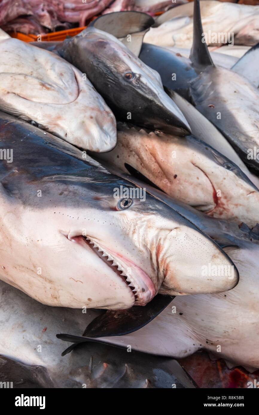 India, state of Kerala, Kozhikode or Calicut, at the fish market, sharks Stock Photo Alamy