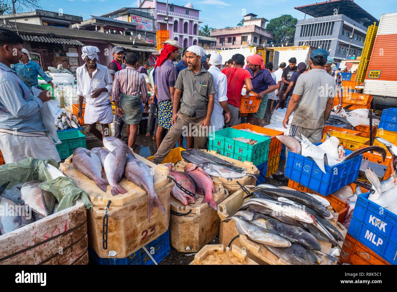 India, state of Kerala, Kozhikode or Calicut, at the fish market Stock