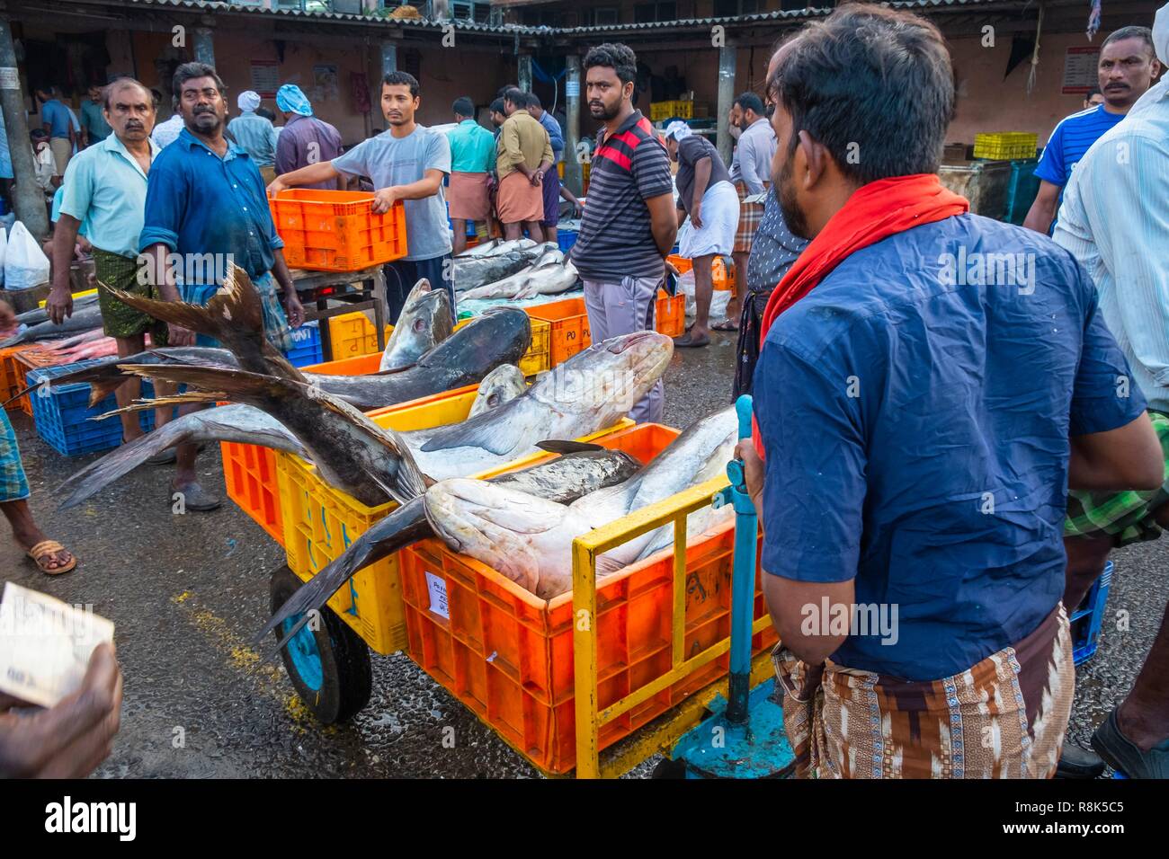 India, state of Kerala, Kozhikode or Calicut, at the fish market Stock Photo Alamy