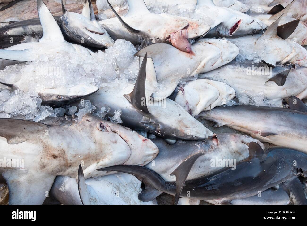 India, state of Kerala, Kozhikode or Calicut, at the fish market, sharks Stock Photo Alamy