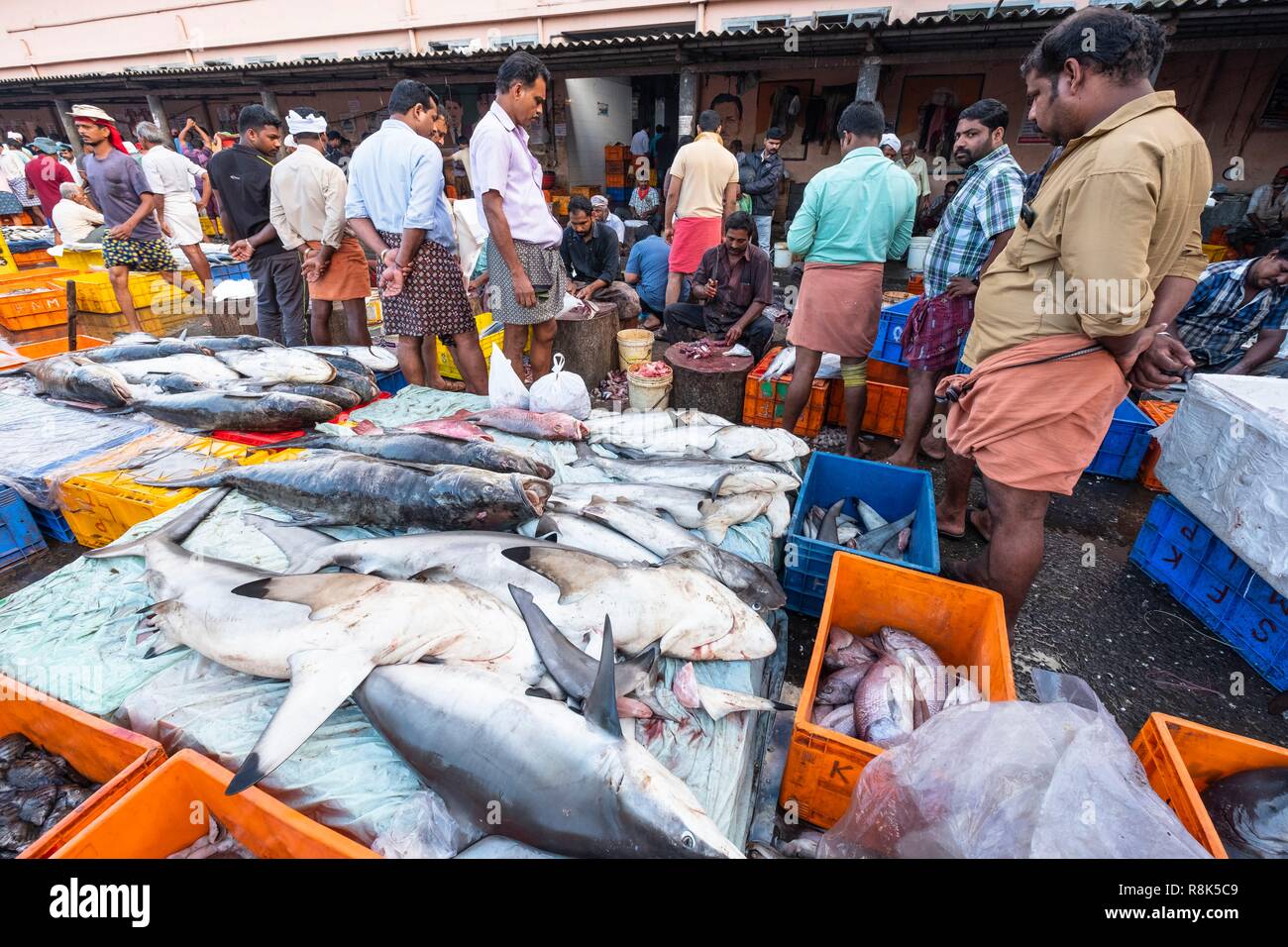 India, state of Kerala, Kozhikode or Calicut, at the fish market Stock Photo Alamy