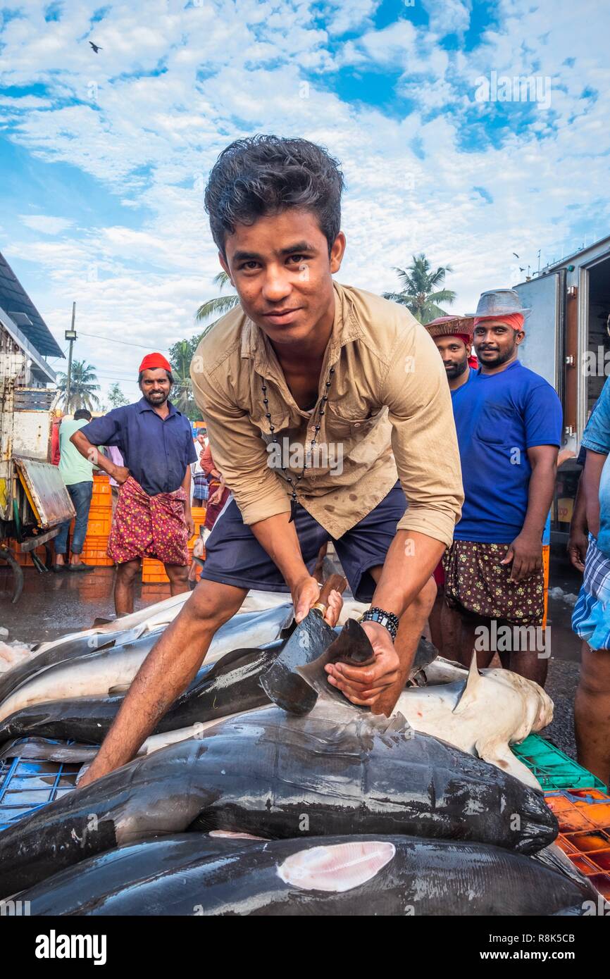India, state of Kerala, Kozhikode or Calicut, at the fish market Stock Photo Alamy