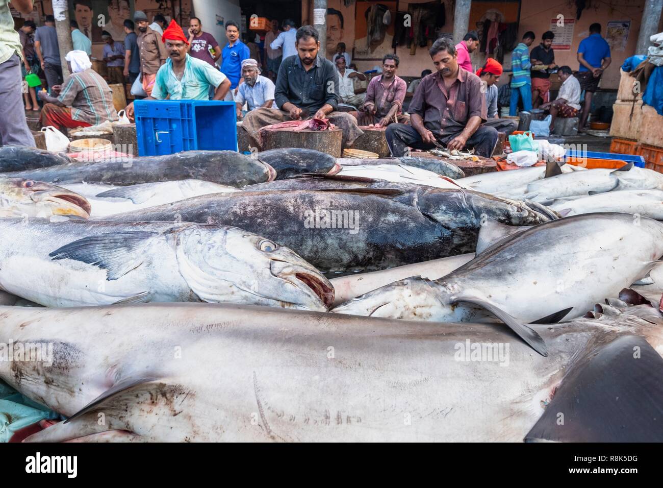 India, state of Kerala, Kozhikode or Calicut, at the fish market Stock Photo Alamy