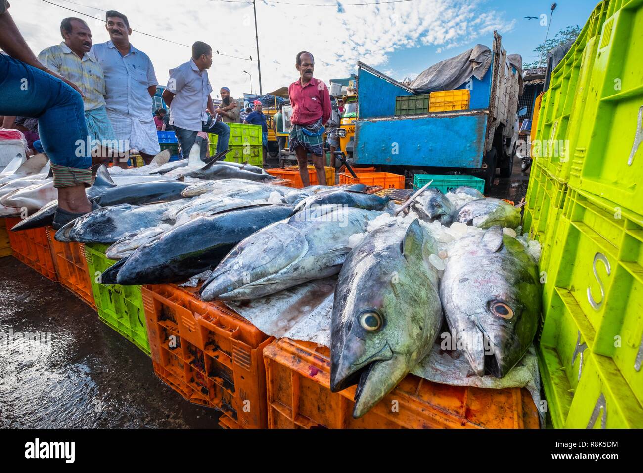 India, state of Kerala, Kozhikode or Calicut, at the fish market Stock