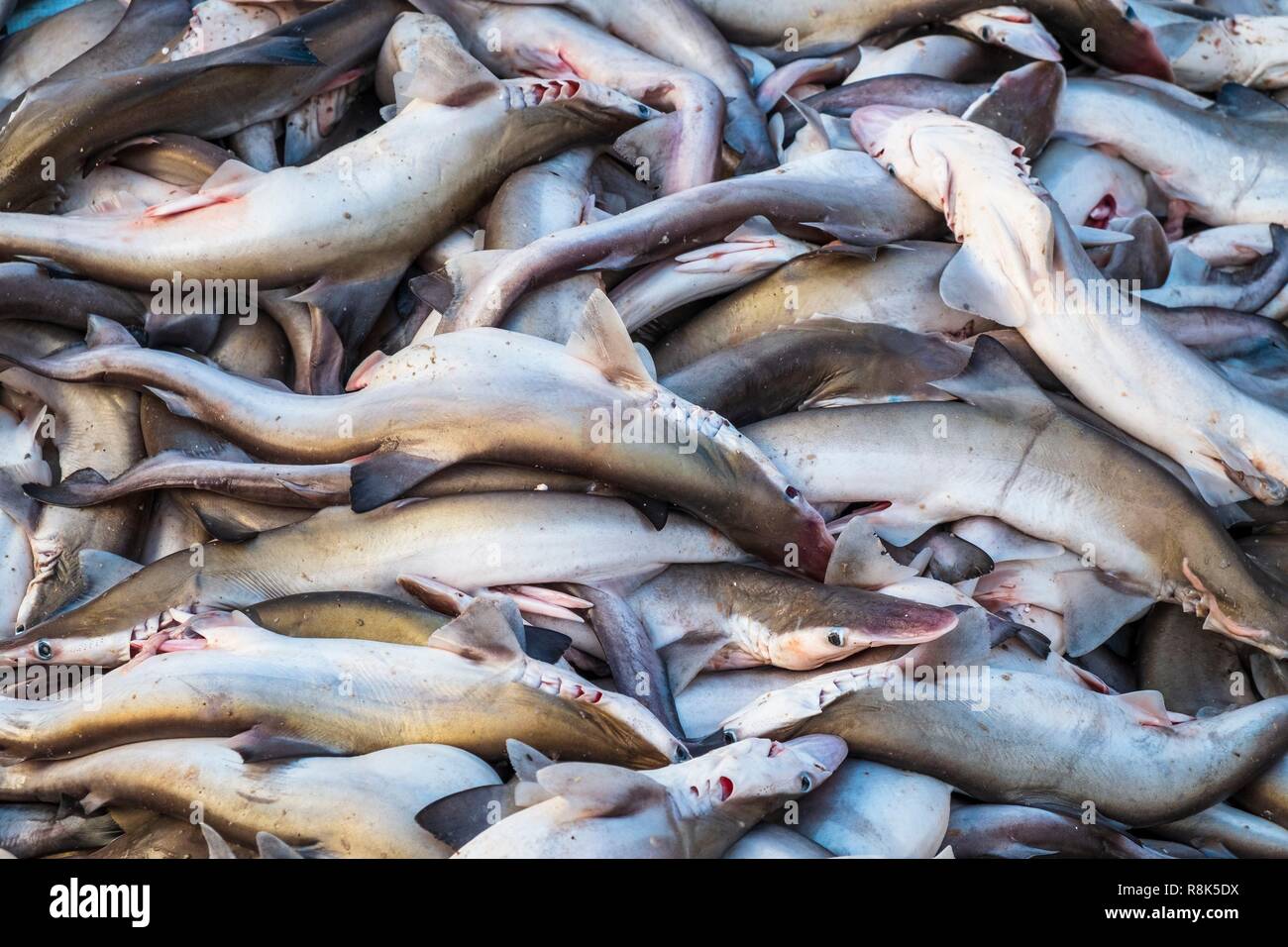 India, state of Kerala, Kozhikode or Calicut, at the fish market, sharks Stock Photo Alamy