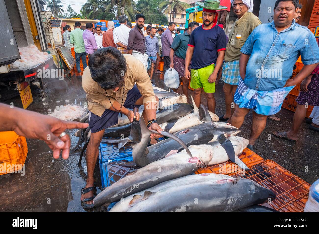 India, state of Kerala, Kozhikode or Calicut, at the fish market Stock