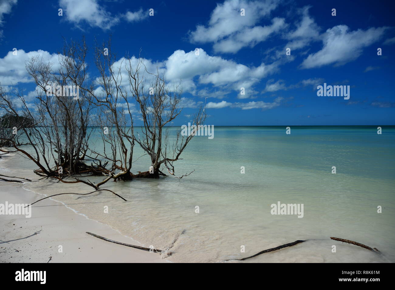 Wild beach, Cayo Jutias, Cuba, Paradise, Sea, Mangrove in Sea, The most picuresque beach in province of PInar del Rio Stock Photo