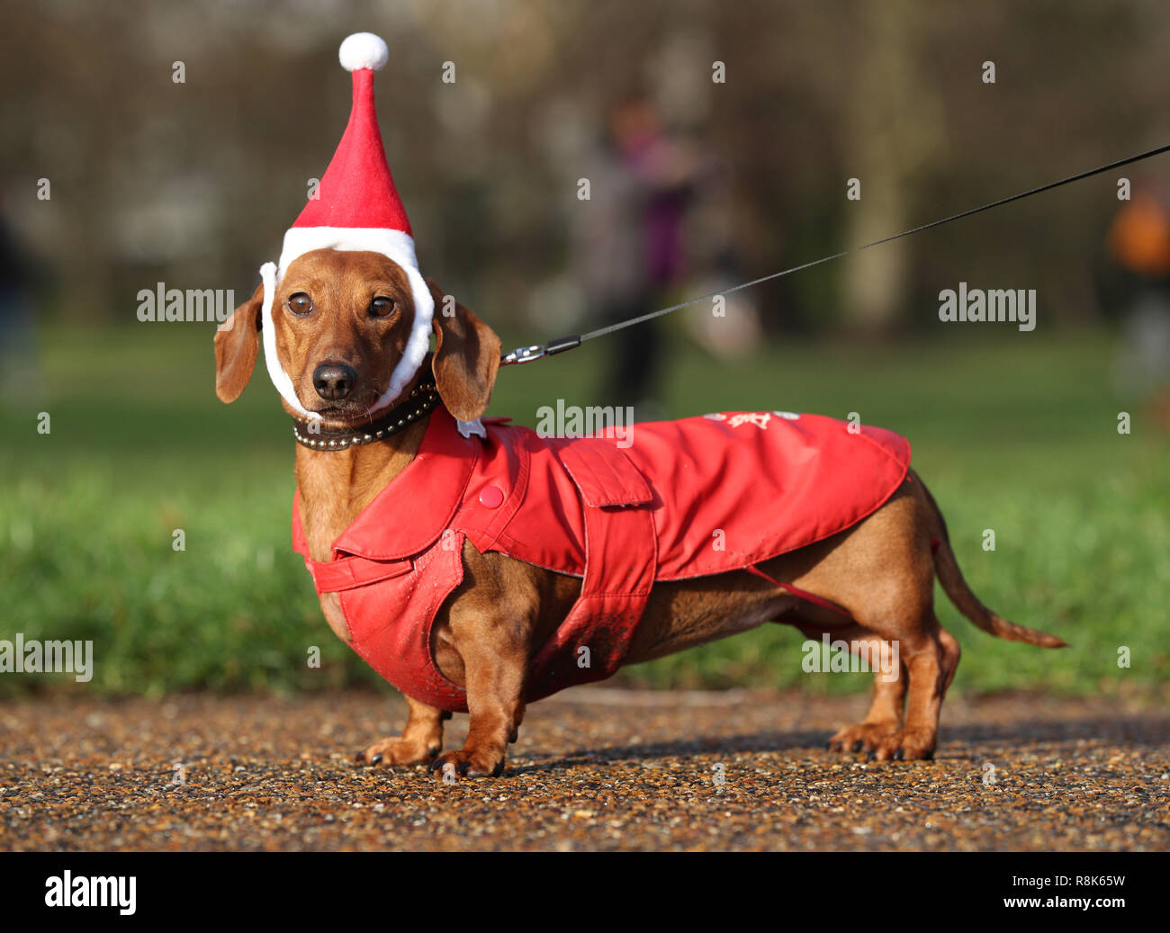 Dachshund Mizar takes part in a sausage dog festive walk in Hyde Park