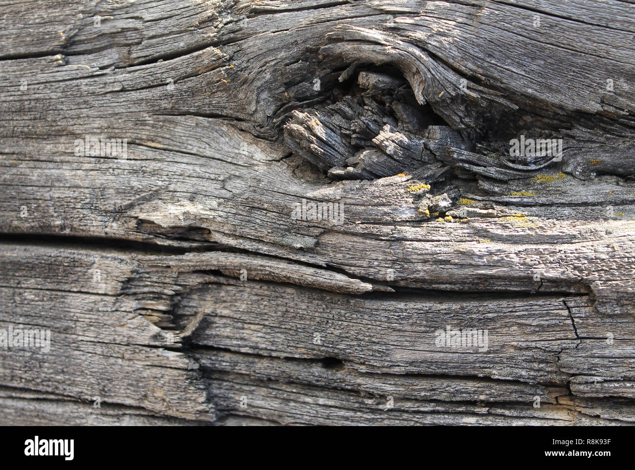 The old wood texture with natural patterns. Inside the tree background ...