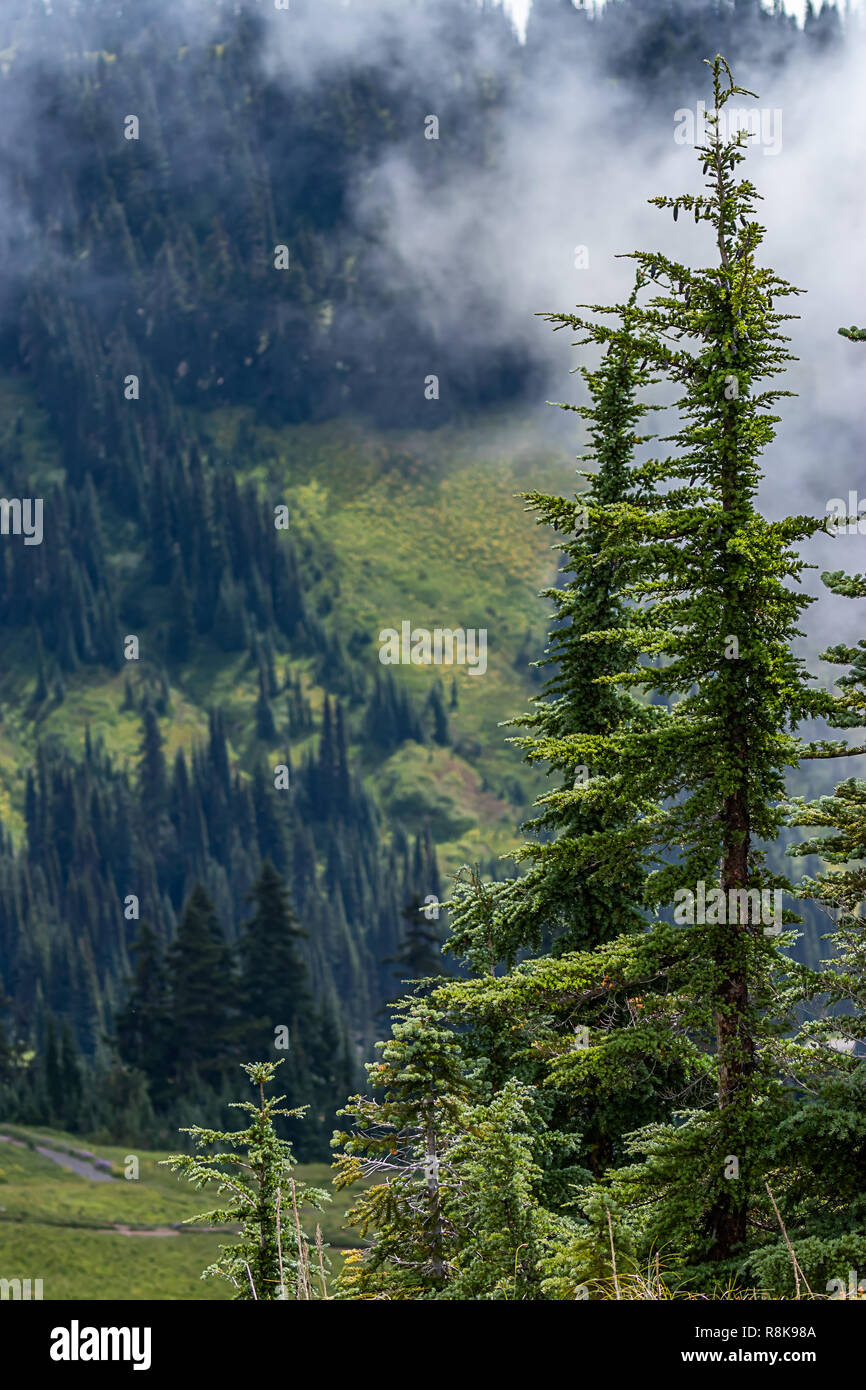 tall trees stand in front of fog and mist and mountain Stock Photo - Alamy