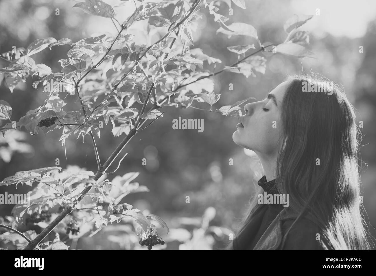Young rowan tree Black and White Stock Photos & Images - Alamy