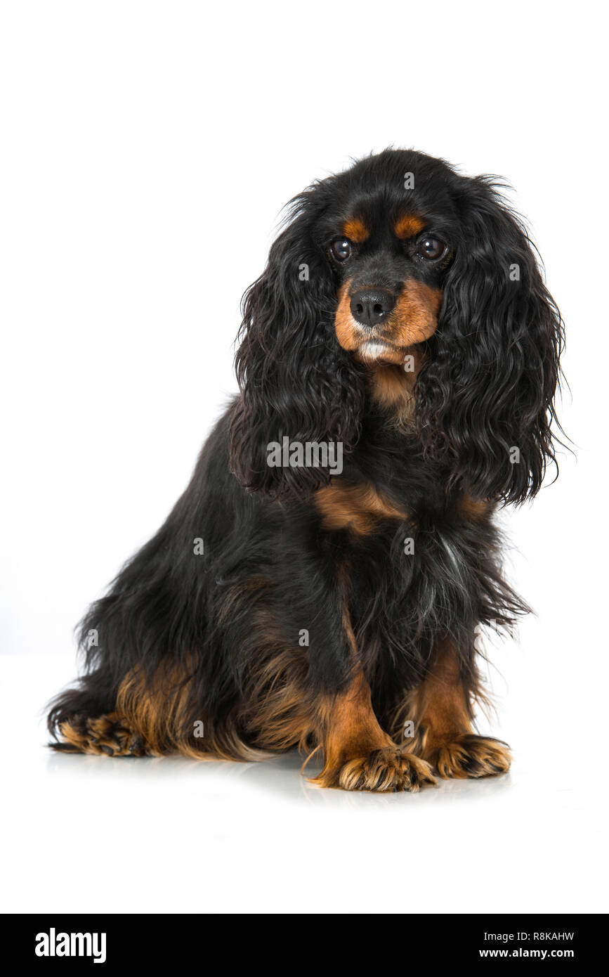 Adult cavalier king charles spaniel isolated on white background Stock ...