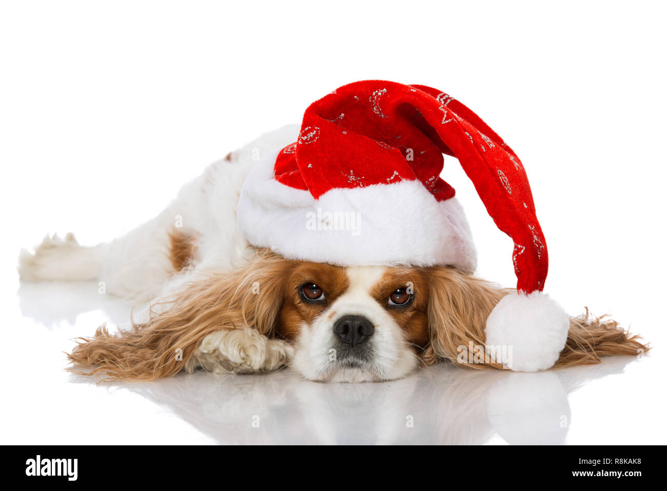 Cavalier King Charles Spaniel Santa Hat Cavalier King Charles Spaniel Santa Hat