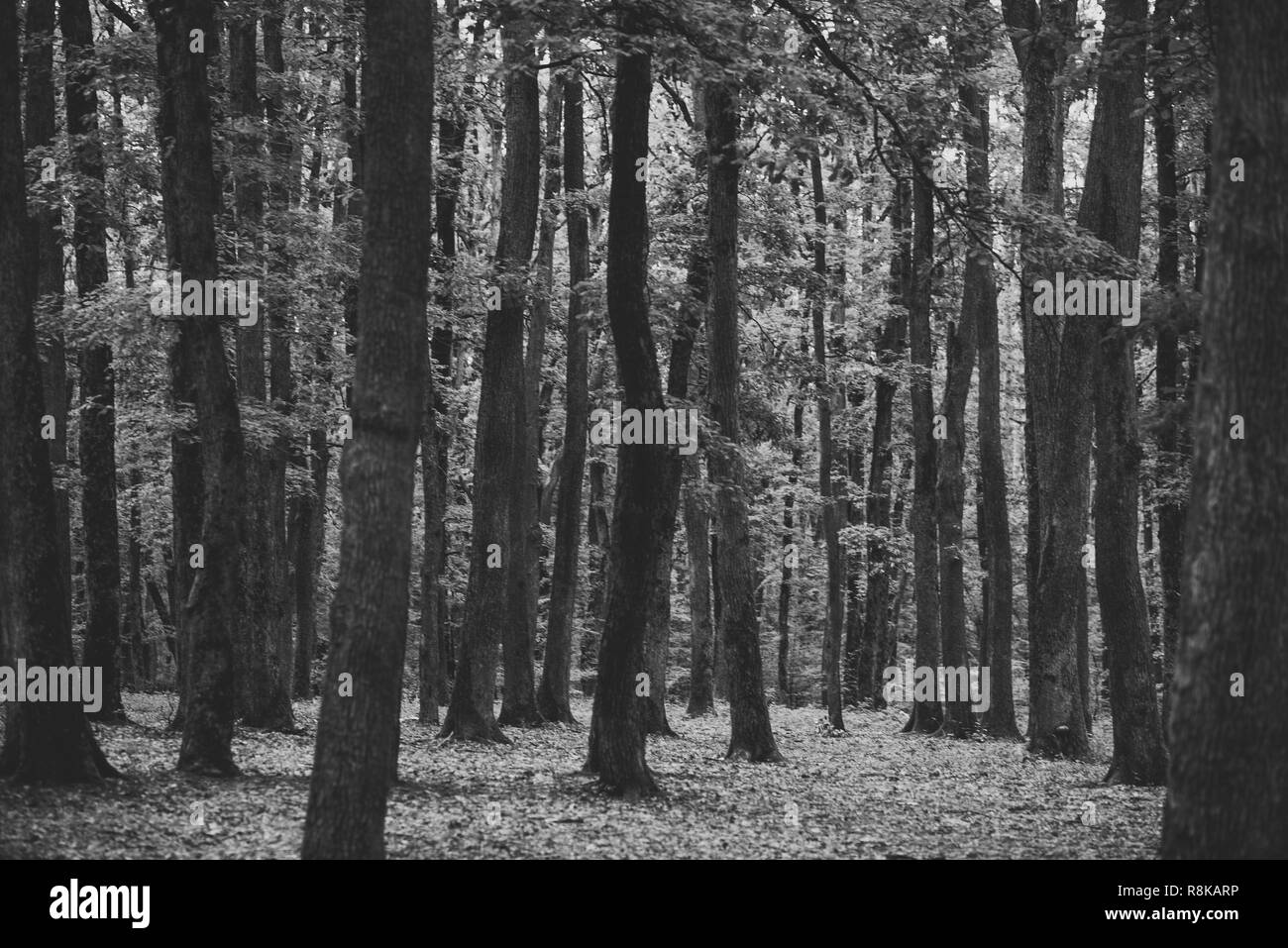 Old tall trees with moss in forest. Stock Photo