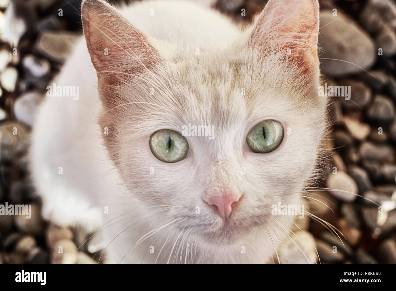 The white cat looks clear eyes in a shot against the background of pebble stones on the sea coast Stock Photo