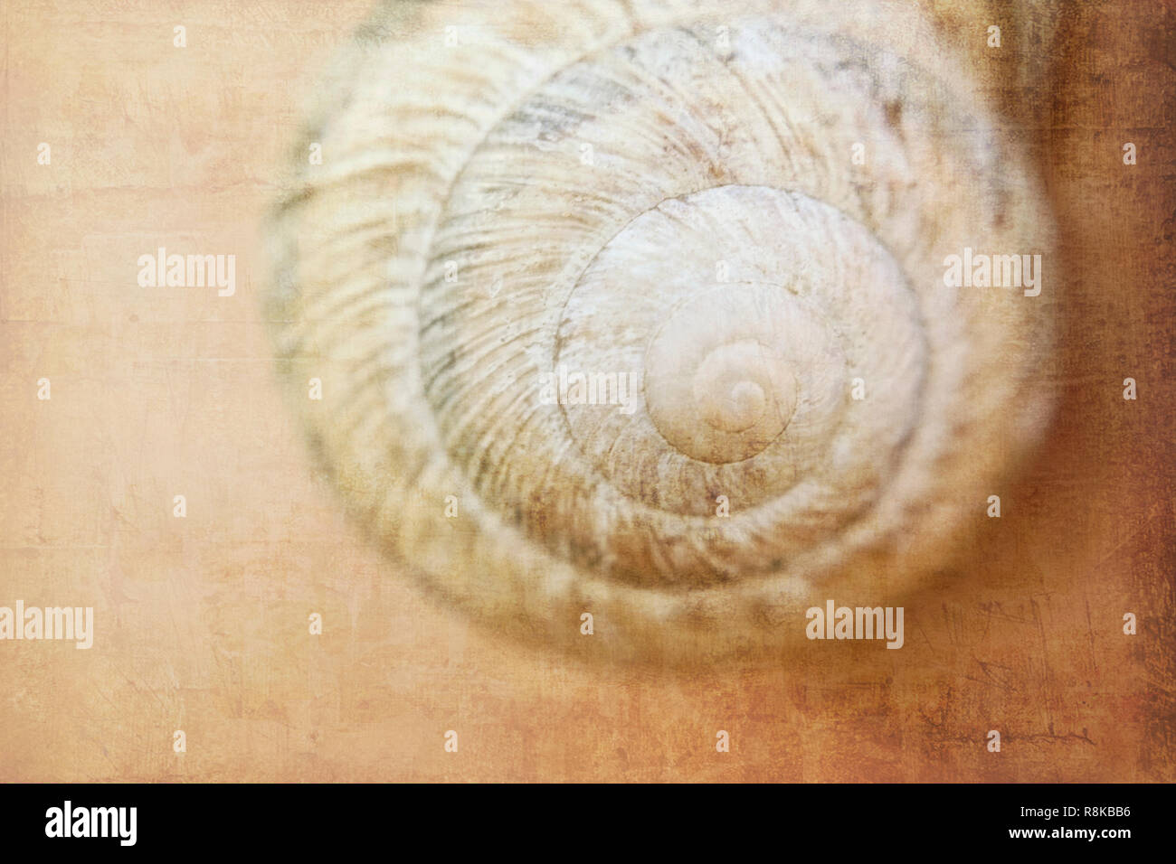 The shell of a grape snail of beige color sleeps on a wintering on a wooden wall with the imposed texture Stock Photo