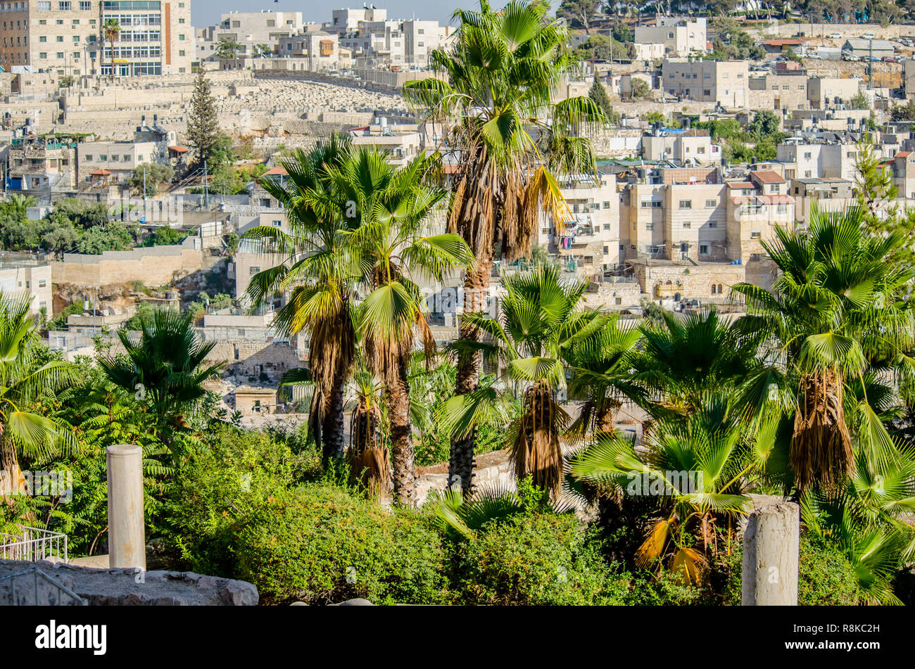 View of Arab homes in East Jerusalem through palm trees on the Davidson