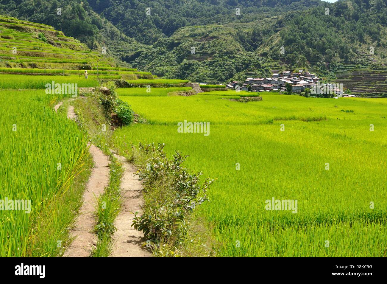 Maligcong Rice Terraces, Bontoc, Mountain Province, Philippines, Asia Stock Photo