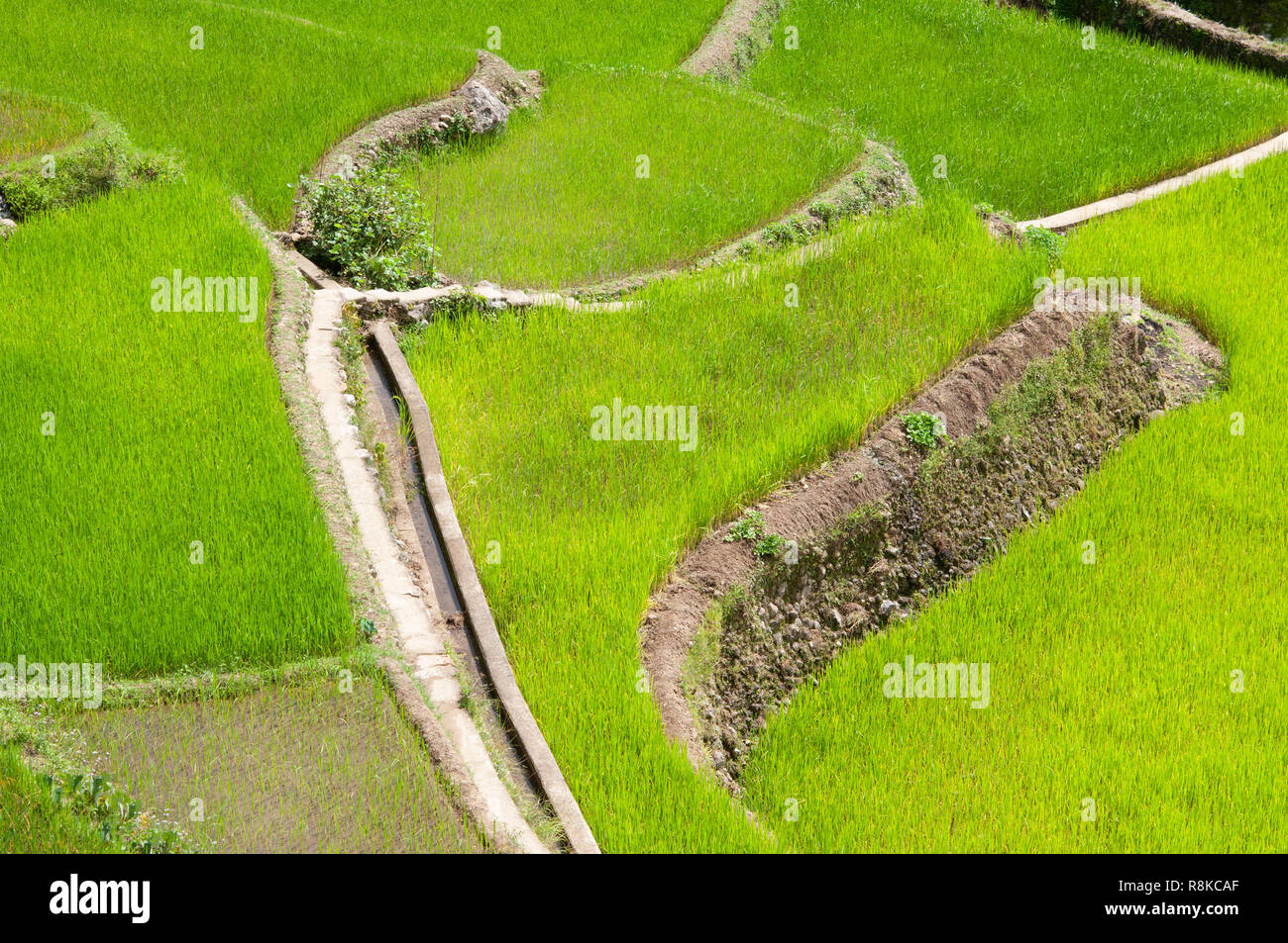 Maligcong Rice Terraces, Bontoc, Mountain Province, Philippines, Asia Stock Photo