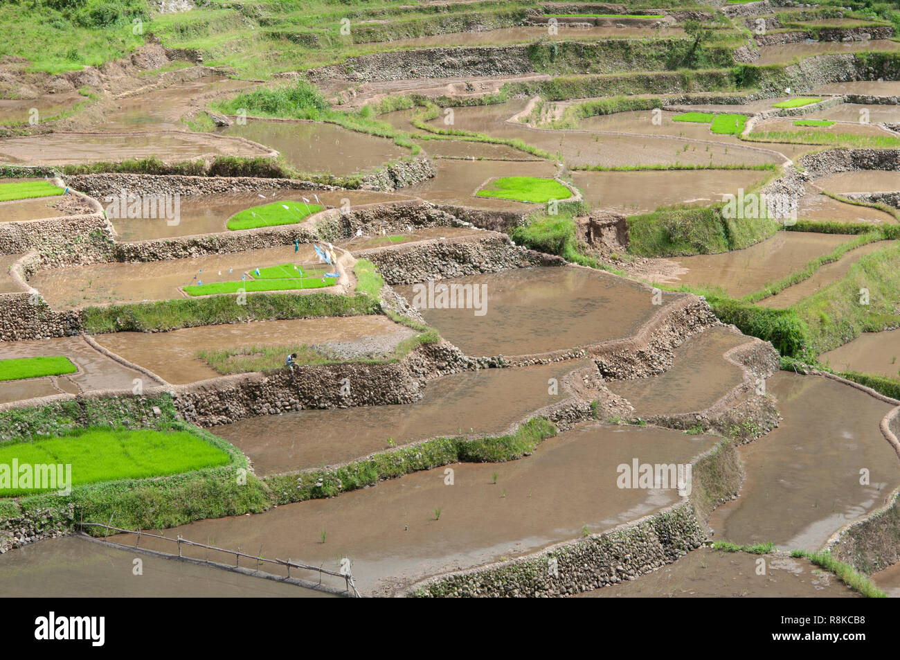 Maligcong Rice Terraces, Bontoc, Mountain Province, Philippines, Asia Stock Photo