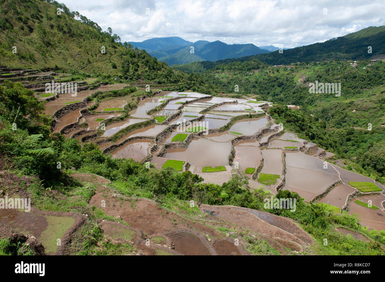 Maligcong Rice Terraces, Bontoc, Mountain Province, Philippines, Asia Stock Photo