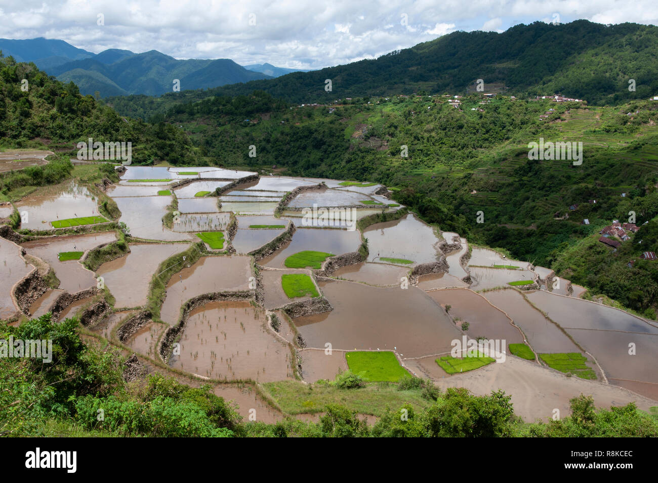 Maligcong Rice Terraces, Bontoc, Mountain Province, Philippines, Asia Stock Photo