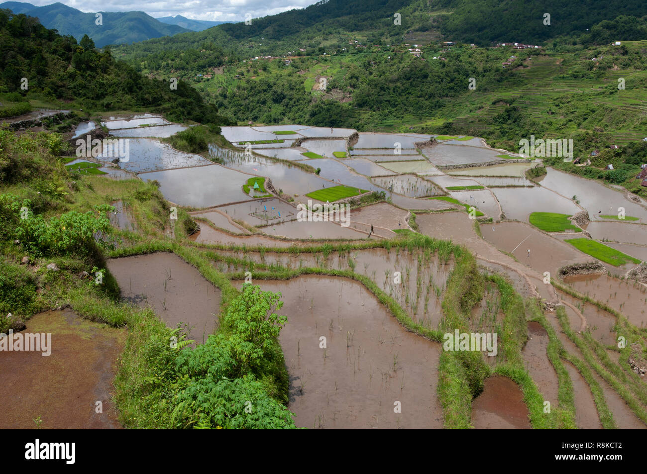 Maligcong Rice Terraces, Bontoc, Mountain Province, Luzon, Philippines, Asia Stock Photo