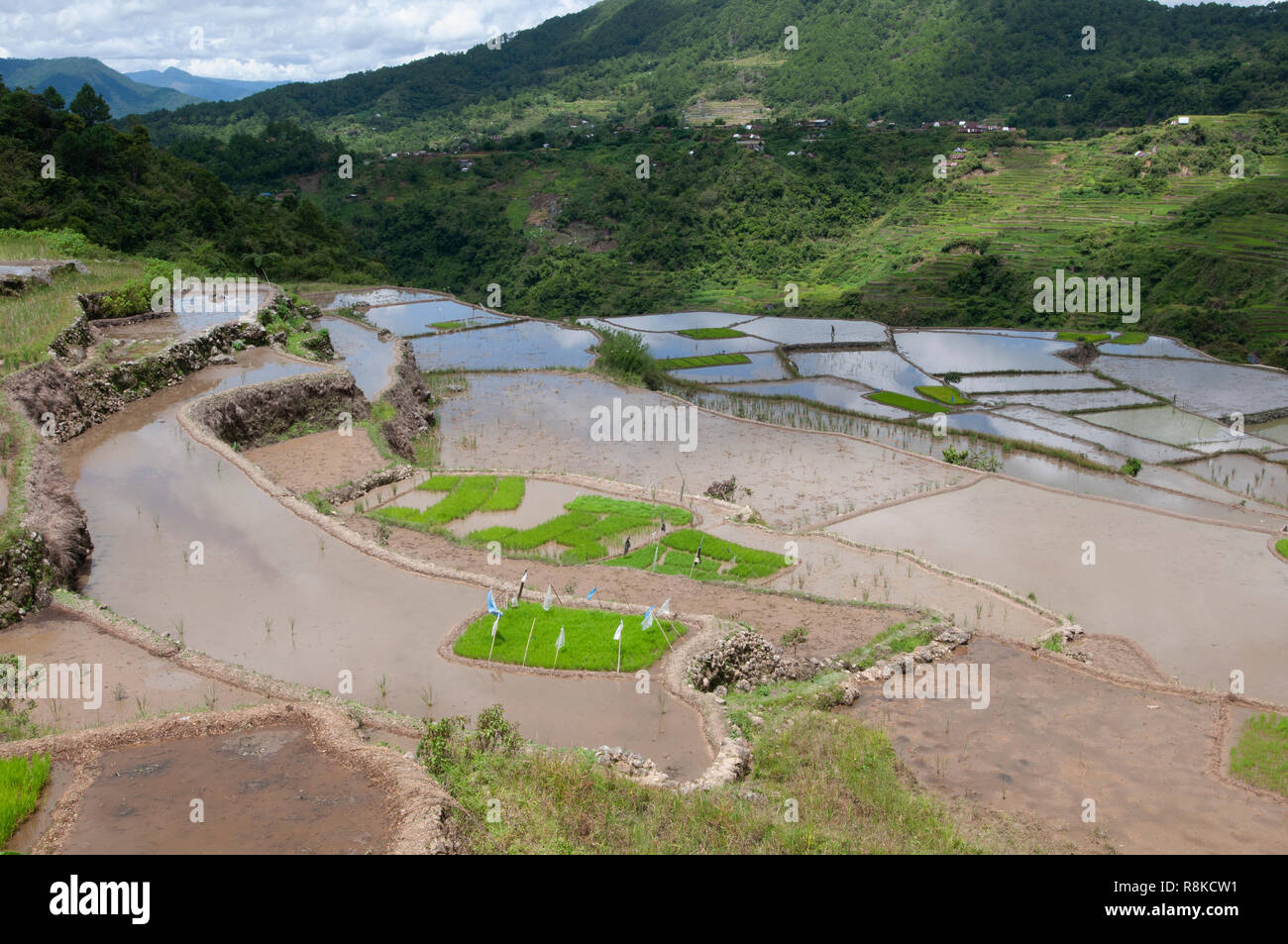 Maligcong Rice Terraces, Bontoc, Mountain Province, Luzon, Philippines, Asia Stock Photo