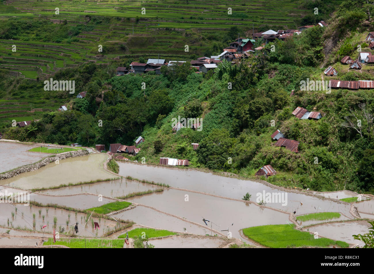 Maligcong Rice Terraces, Bontoc, Mountain Province, Luzon, Philippines, Asia Stock Photo